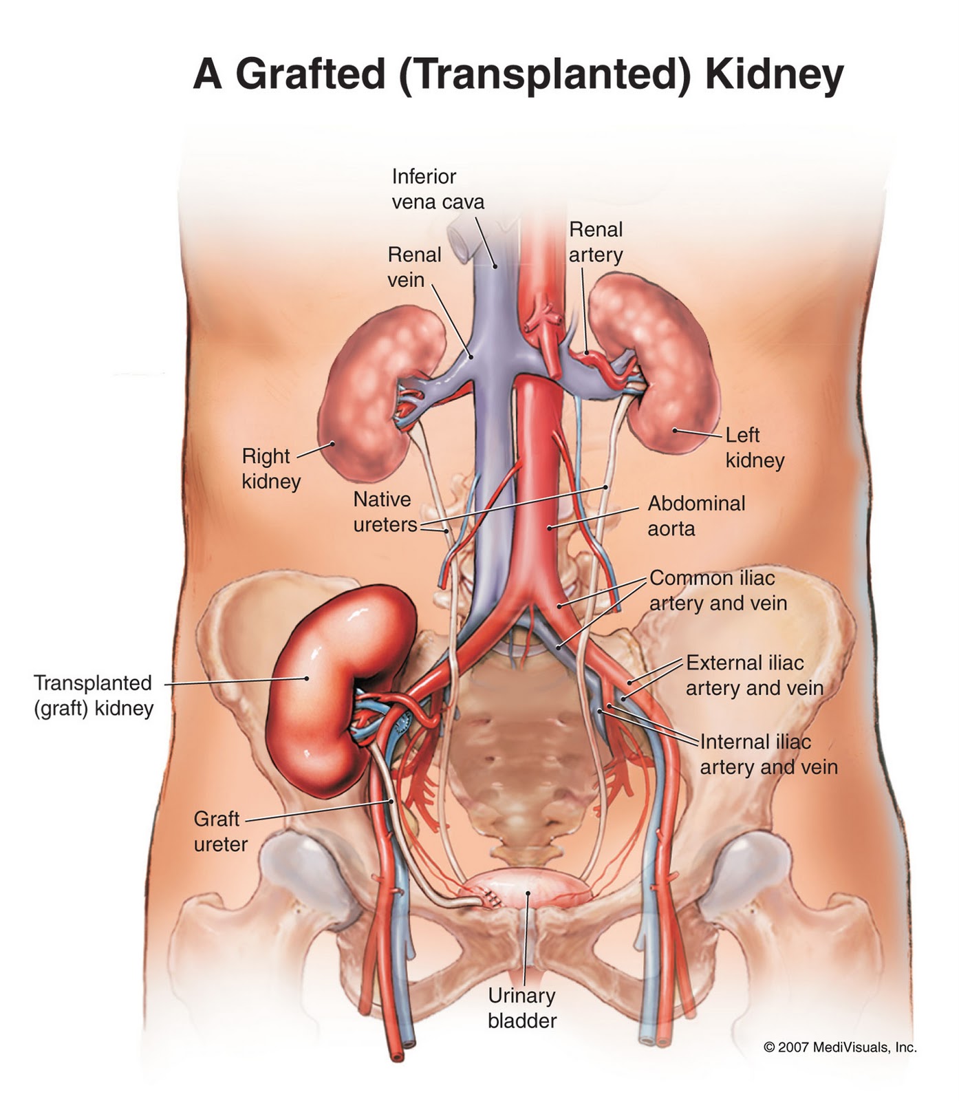 How Many Times Does Your Blood Pass Through The Kidneys On A Daily Basis