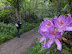 Rhododendrons in bloom