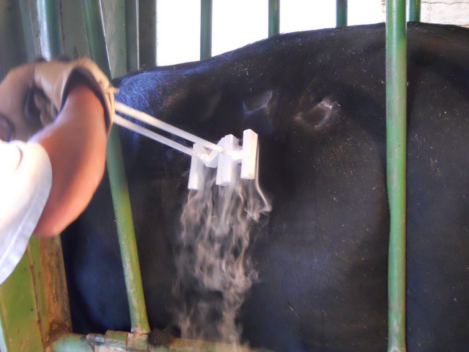 Logan River Ranch Irish Blacks Country Natural Beef (CNB) "Freeze