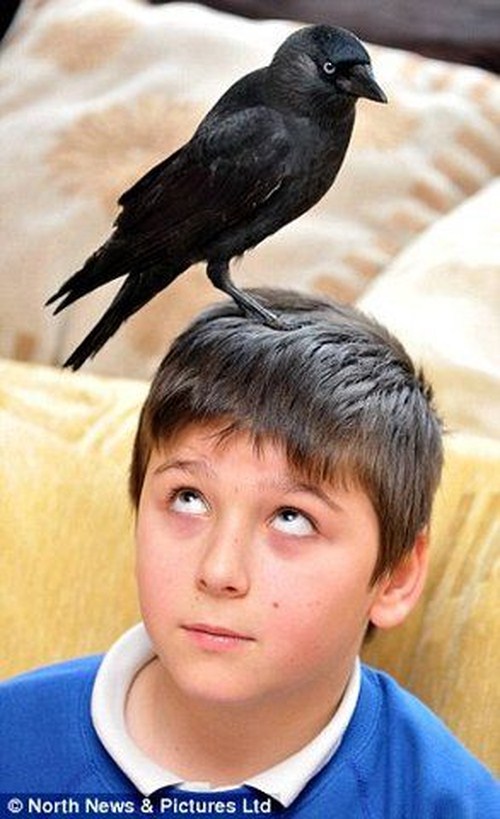 Мальчик и птица сколько. Мальчик и птица. Мальчик с вороном. Ручная Галка. Ваня мальчик птица.
