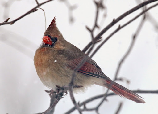 IMG_2418cardinal-2014-11-10-08-30.jpg