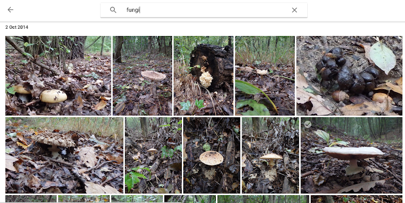fungi-google_photos.png