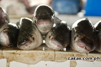 Gisaw (Mullet) Gisaw (Mullet)