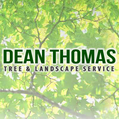Dean Thomas Tree Services Google