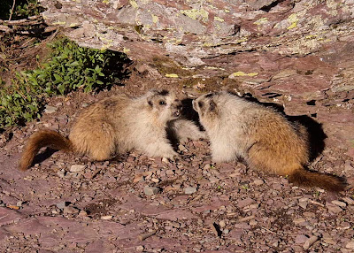 Marmot by Hidden Lake Trail