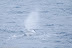 Sperm whale blowing in Bleik Canyon
