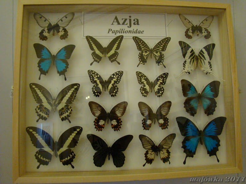 Motyle 237