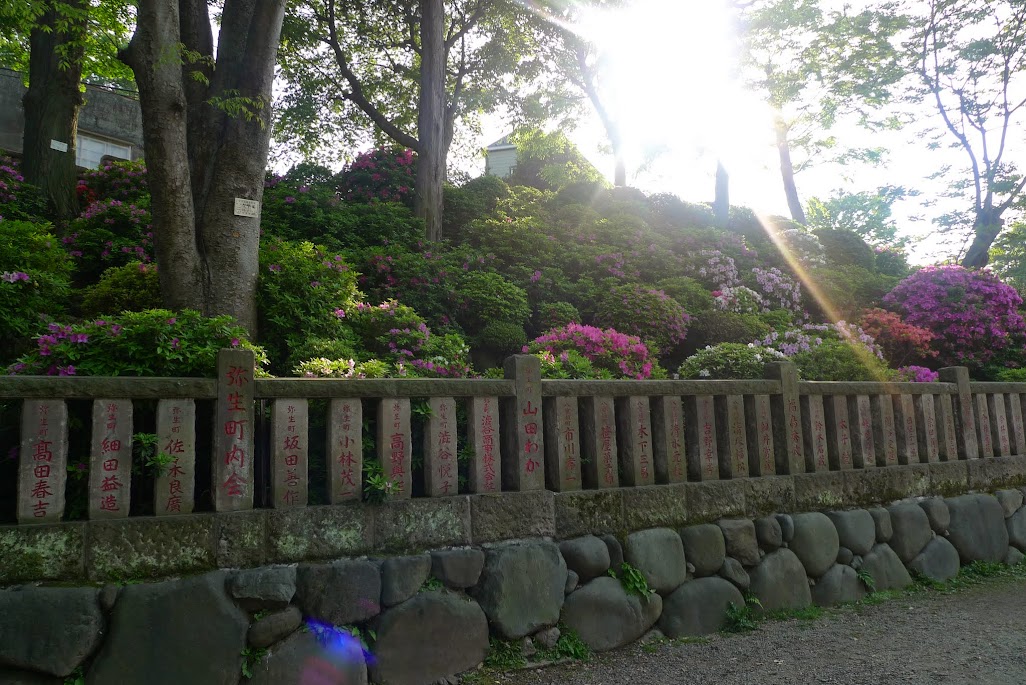 tokyo sanctuaire nezu azalées