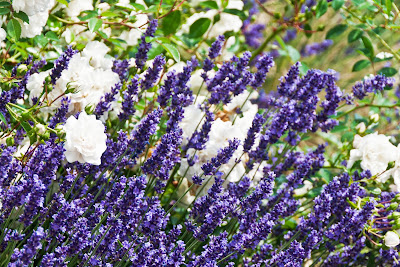 Lavendel und weiße Rosen