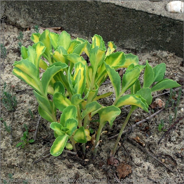 Sedum alboroseum 'Mediovariegatum' - Rozchodnik białoróżowy pokrój młodej rośliny
