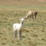 Nothing like a cute baby llama to kick off a trip