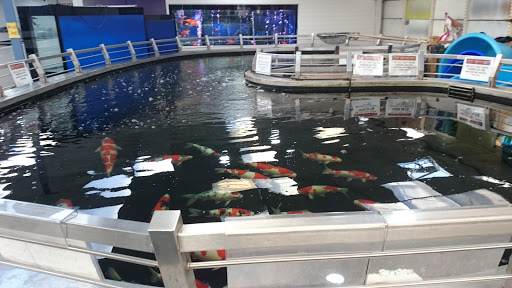Shirley Aquatics