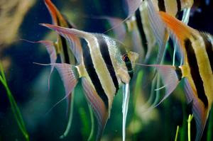 Jenis-jenis ikan hias air tawar yang banyak diminati di Indonesia