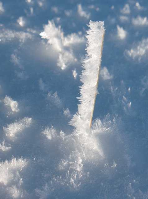 [CR & photos] WE raquettes à neige dans le Vercors Herbe_cristallis%2525C3%2525A9e