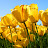 Anita Rawat avatar image
