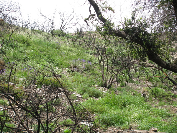 Another burned hillside with new growth.
