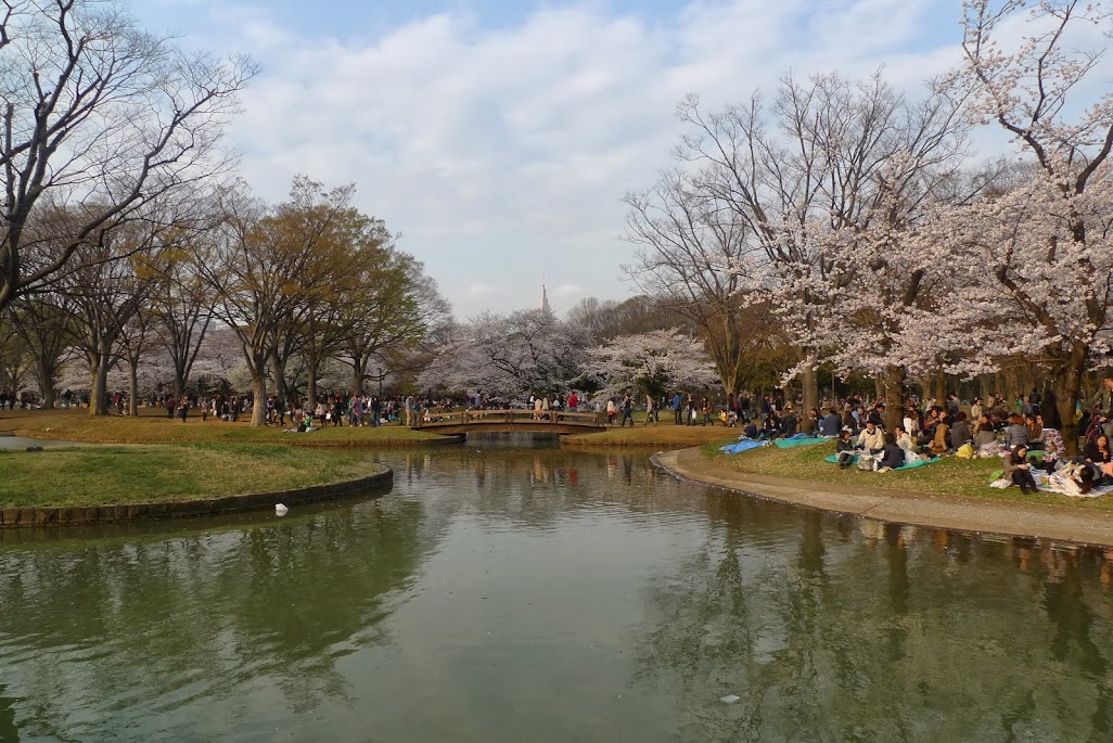 sakura yoyogi tokyo