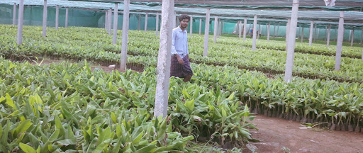 Sri Venkateshswara Agro Technologies Green House, Survey No.238, Bommirajupet(Villg), Shameerpet(Mndl), Rangareddy (Dist), Bommarasipet, Telangana 500055, India, Plant_Nursery, state TS