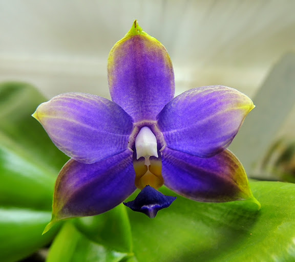 Phalaenopsis violacea indigo DSCN2022