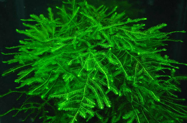 Rêu Java - một loại rêu đẹp trong hồ thủy sinh