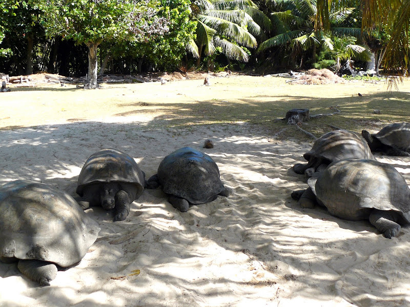 Riserva delle tartarughe (Curieuse Island)