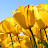 Alice C. avatar image