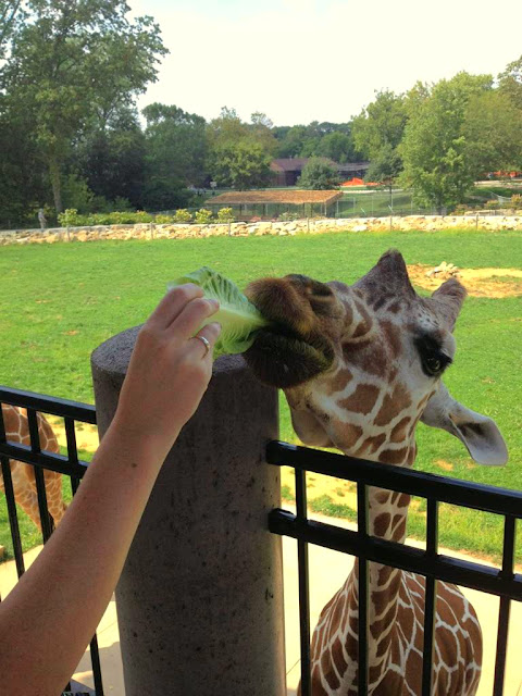 giraffe