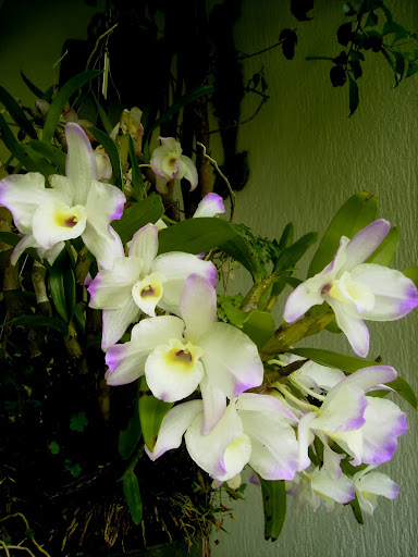 Orquídea florida. PA300006