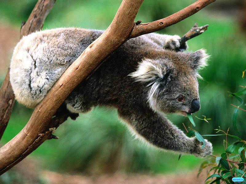 Koala-best-hd-wallpaper.jpg