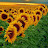 Cannie Liu avatar image