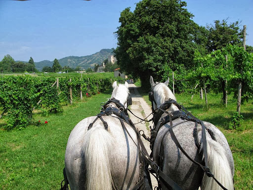 Immagine principale di Cantina Salvan - Vigne del Pigozzo (Colli Euganei)