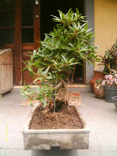 Ficus Nerifolia sobre pedra artificial... IMAG0315