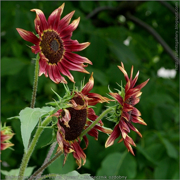 Helianthus annuus 'Velvet Queen' flowers - Słonecznik ozdobny kwiaty