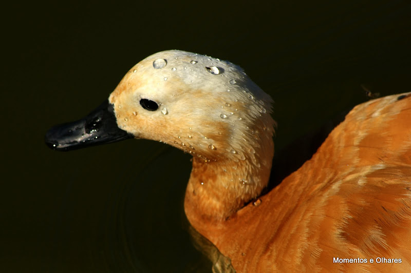 Pato Laranja, Jardim do Bonfim,  Setúbal