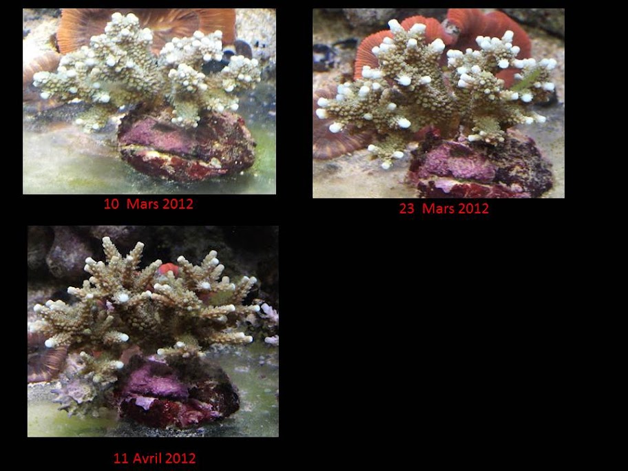 la pousse des coraux Diapositive3