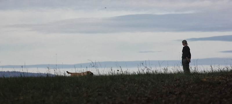 Caniwergi's Kennel - Labrador retriever