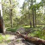 Walking along the ridge on the western side of Congewai Valley (362432)