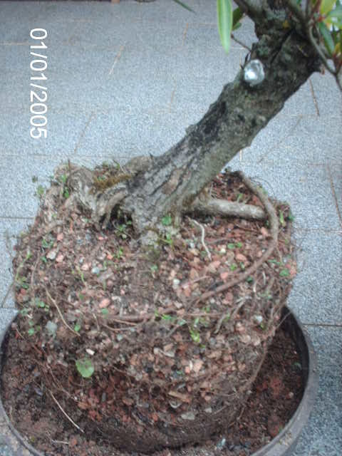 Nerifolia cedido pelo Mestre Rock Junior... PICT2403