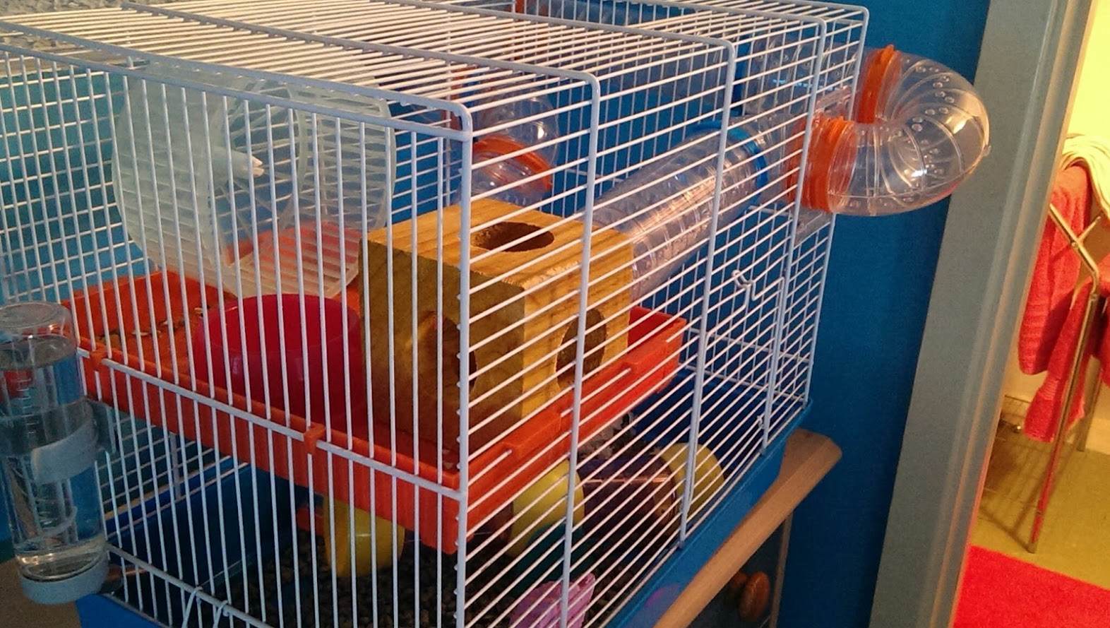Best Cage For a Dwarf Hamster