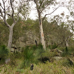 Monkey Face cliff seen through trees in the Watagans (323333)