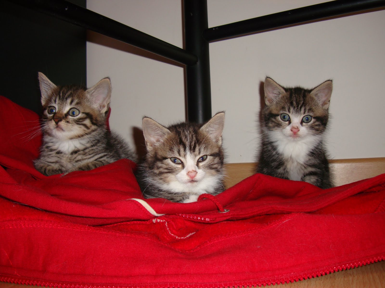 Pointless Cute Kitten Thread 3+kittens+Toulouse_DSC09354