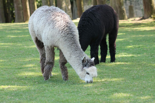 Parc animalier du quinquis