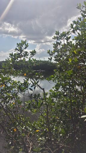 Mobbly Bayou Preserve