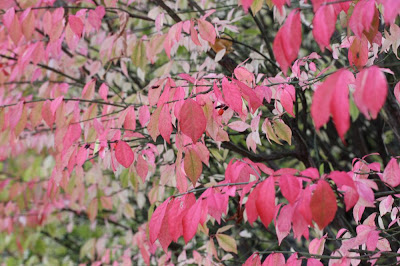 pink leaves on a shrub