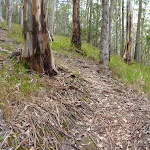 Meandering track Watagan Creek valley (363356)