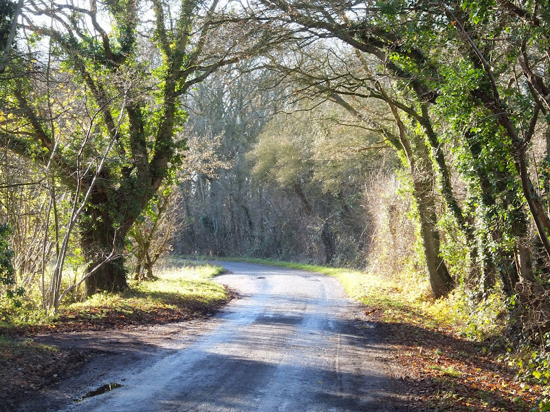 Buckles Wood on the right as the road head round to south east