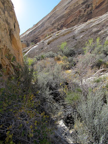 Bushwhacking in the crack exit