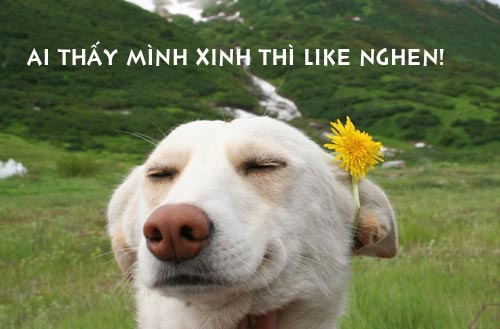 Thư giãn với ảnh vui về những chú Chó hài hước Ảnh chó gắn hoa làm dáng