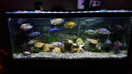 Tropical Fish Store «Aquatic Treasures/Bruces Pond Shop», reviews and photos, 20708 Gudith Rd, Brownstown Charter Twp, MI 48183, USA