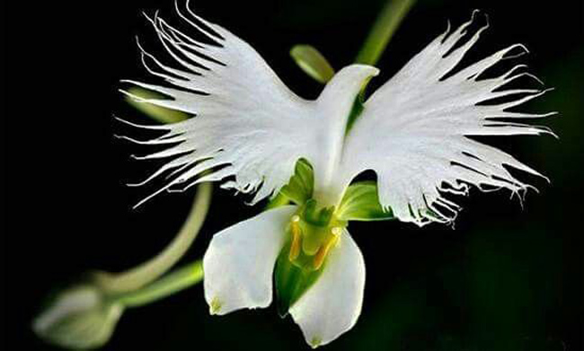 Hoa đẹp tạo dáng giống chim bồ câu tung cánh